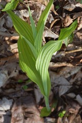 Cypripedium parviflorum