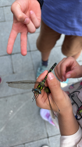 Southern Hawker