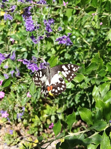 Lime Swallowtail