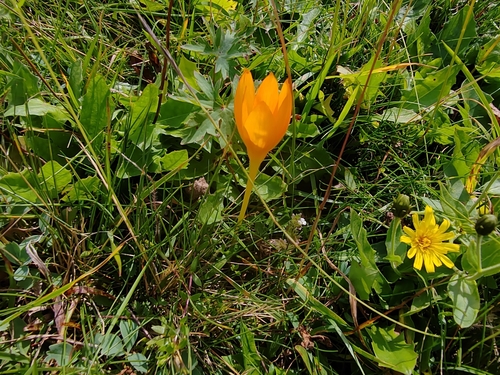 Crocus scharojanii, photograph 5