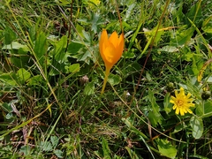 (c) Виктория Билоус, some rights reserved (CC BY) Crocus scharojanii, photograph (c) Виктория Билоус, some rights reserved (CC BY)