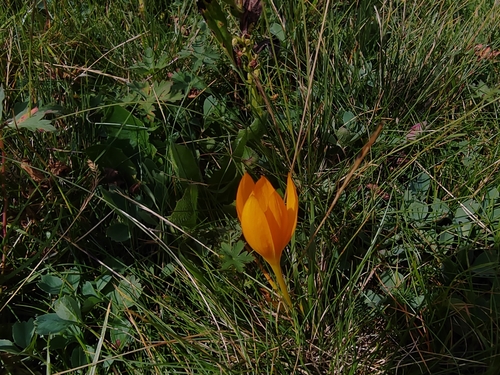 Crocus scharojanii, photograph 4