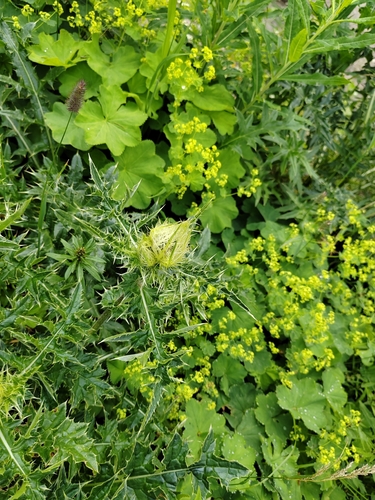 Cirsium obvallatum, photograph 3