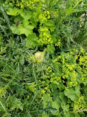 Cirsium obvallatum, photograph (c) Виктория Билоус, some rights reserved (CC BY)