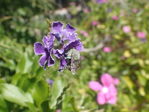 Amegilla aeruginosa