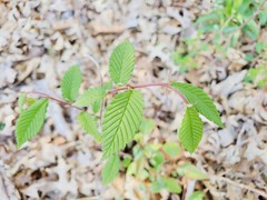 Ulmus americana