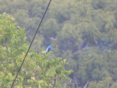 Cotinga cayana