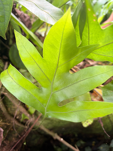 Microsorum scolopendria observed 2026-08-20