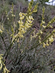 Astragalus curvicarpus