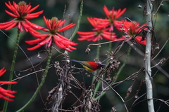 Aethopyga gouldiae