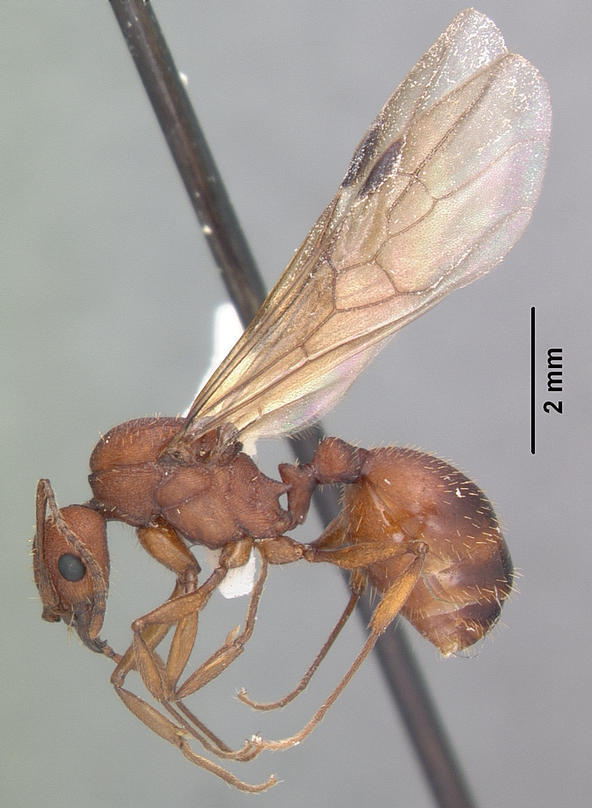 Treat's Collared Ant