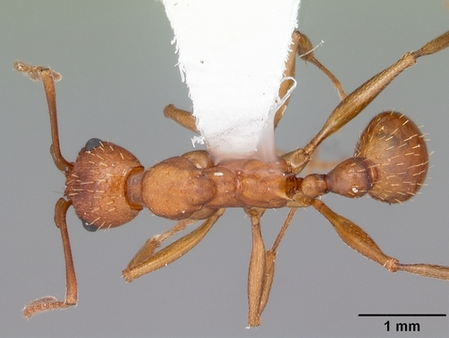 Aphaenogaster treatae