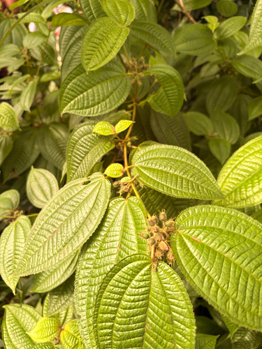 Miconia crenata observed 2026-08-20
