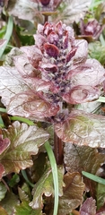 Ajuga reptans