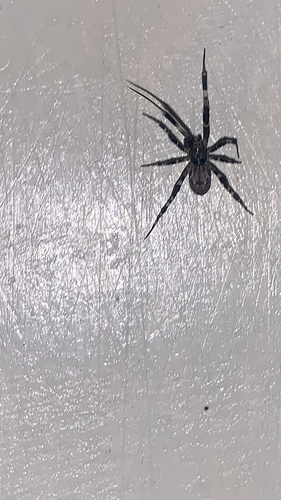Ninja-star Ceiling Spider