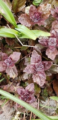 Ajuga reptans