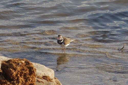 iNaturalist image