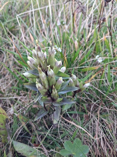 field gentian