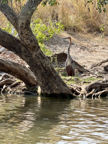 iNaturalist: (c) lindadntmn, some rights reserved (CC BY-NC) iNaturalist image