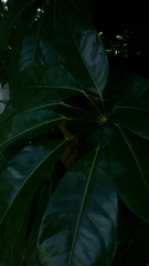 Heptapleurum actinophyllum