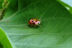 Charidotella zona
