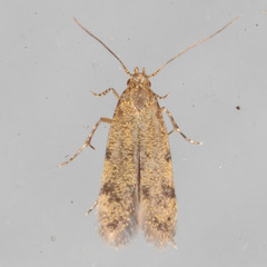 Autostichidae