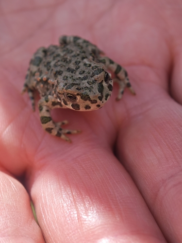 Green Toad