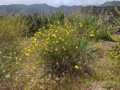 Crocanthemum aldersonii
