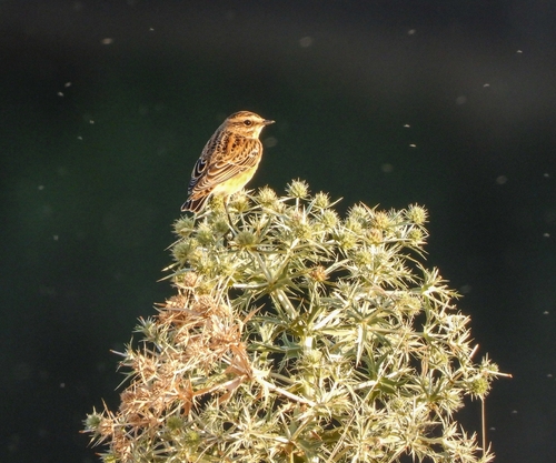 Whinchat