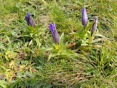 Gentiana septemfida