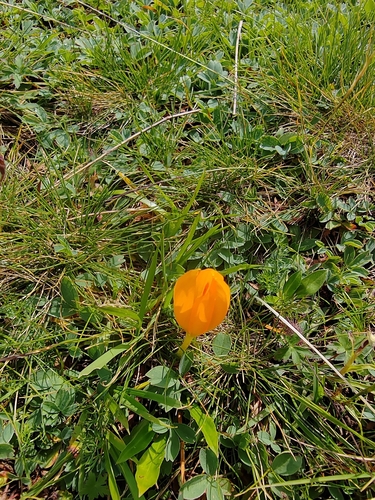 Crocus scharojanii, photograph 3