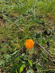 (c) Виктория Билоус, some rights reserved (CC BY) Crocus scharojanii, photograph (c) Виктория Билоус, some rights reserved (CC BY)