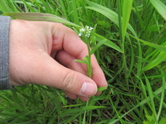 Myosotis verna