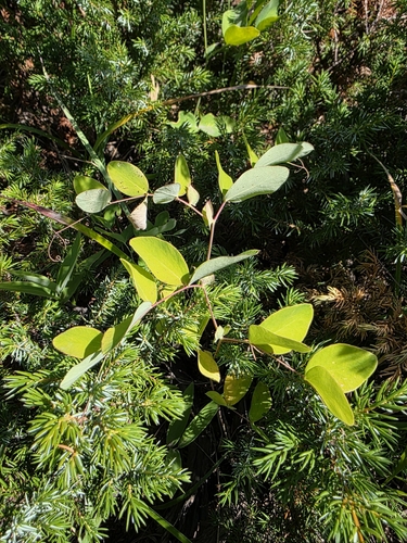 Lathyrus ochroleucus, photograph 6