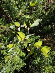 Lathyrus ochroleucus, photograph author not stated, no rights reserved