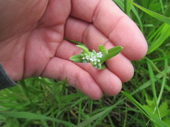 Myosotis verna