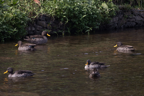 iNaturalist: (c) ianrijsdijk, some rights reserved (CC BY-NC), uploaded by ianrijsdijk iNaturalist image