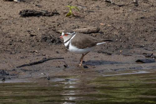 iNaturalist image