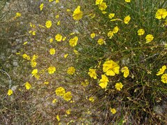 Crocanthemum aldersonii