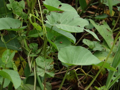 Charidotella zona