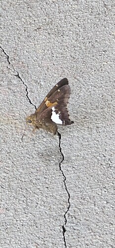 Silver-spotted Skipper