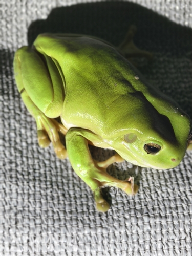 Green Tree Frog