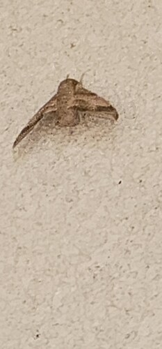 Virginia Creeper Sphinx