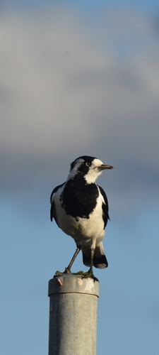 Magpie-lark