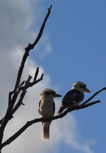 Laughing Kookaburra