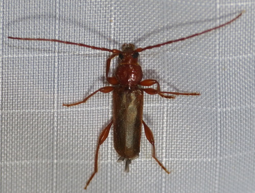 Tanbark Borer photo 4