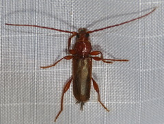 Phymatodes testaceus