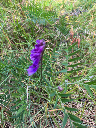 tufted vetch