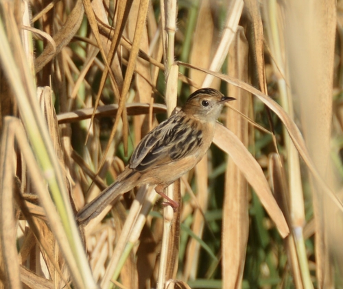 Golden-headed Cisticola
