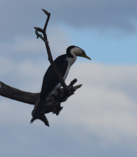 Little Pied Cormorant